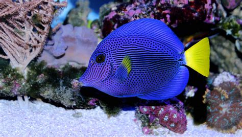 bing fish quiz.
